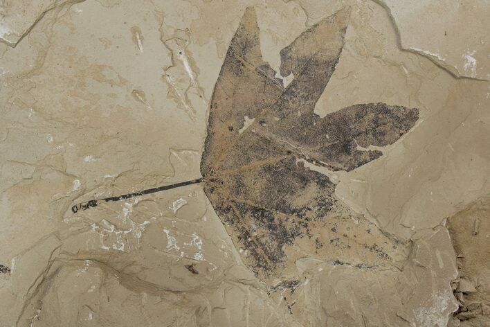 Fossil Sycamore (Macginitiea) Leaf - Green River Formation, Utah #218120